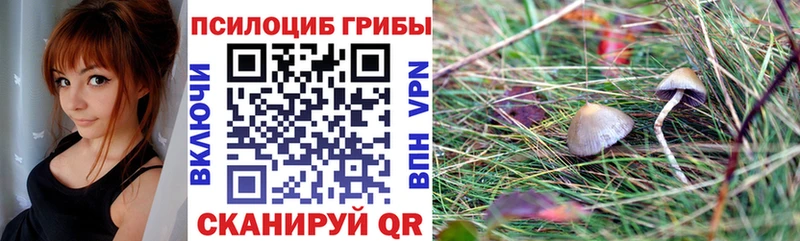 Галлюциногенные грибы MAGIC MUSHROOMS  сколько стоит  Нестеров 